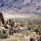 Rocks And Trees