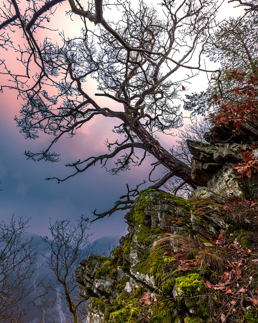 Rocks and trees