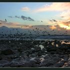 Rocks & Gulls