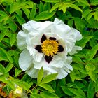 Rocks Strauchpäonie (Paeonia rockii)