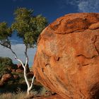 Rocks & Trees