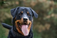 Rocks will nicht mehr im Tierheim bleiben