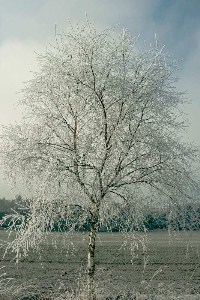 ROCKSTEDT WINTERSCHLAF 2