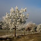 ROCKSTEDT WINTERSCHLAF 3