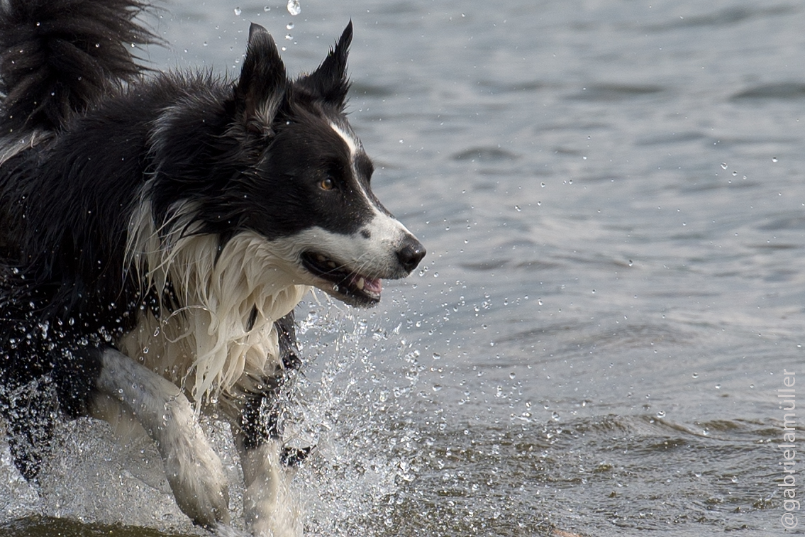 Rocky am Wasser