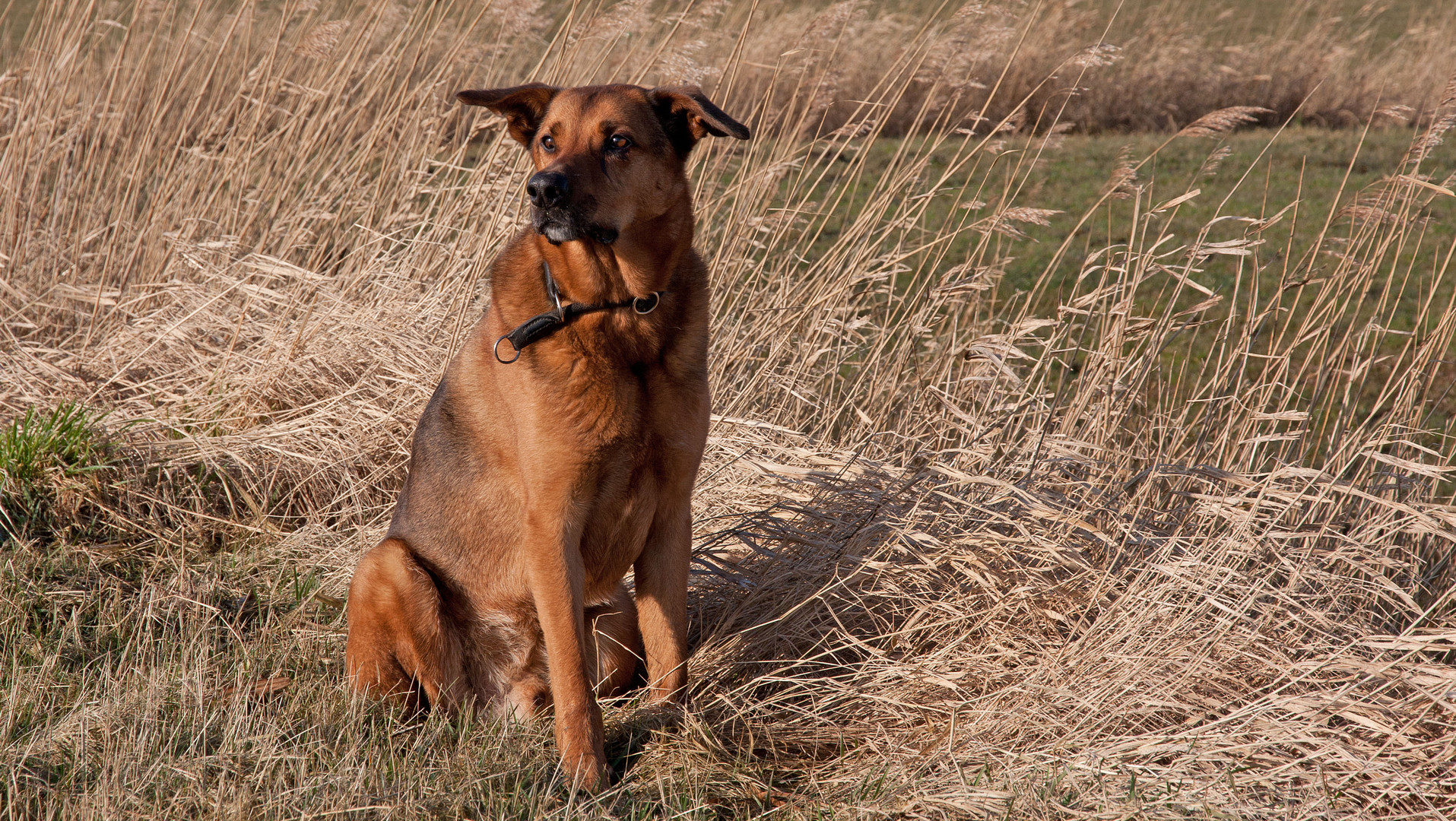 Rocky an der Treene