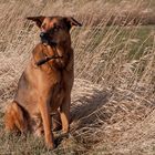 Rocky an der Treene