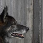 Rocky auf der Alp