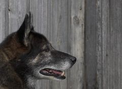 Rocky auf der Alp