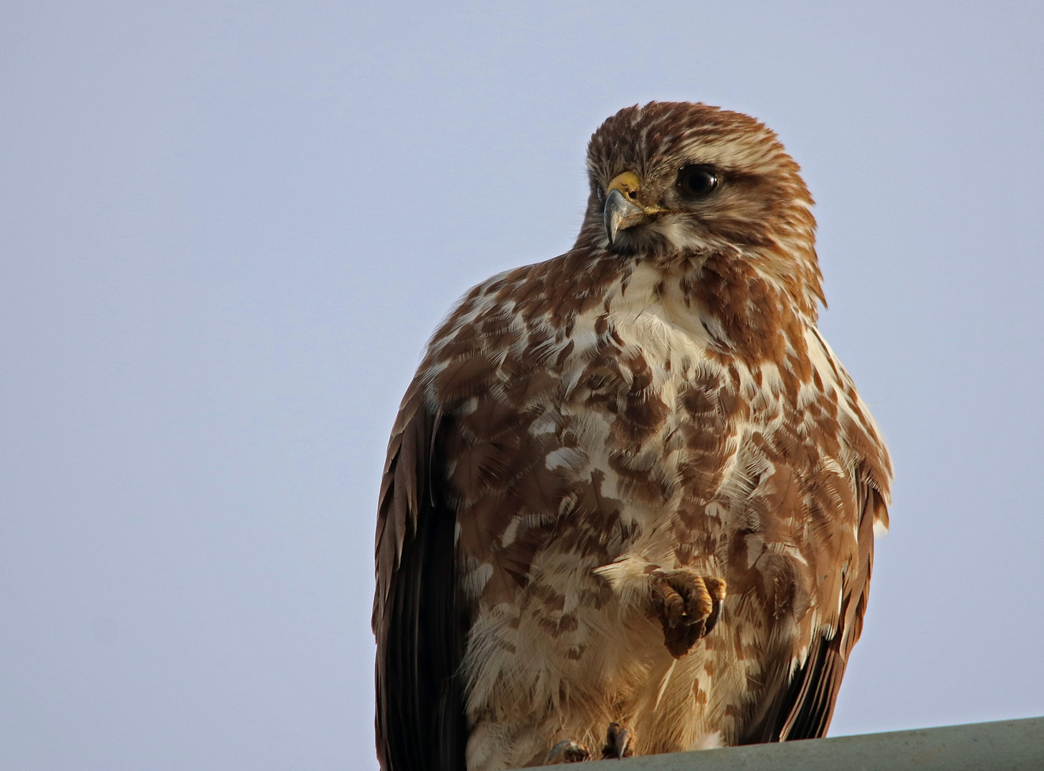 Rocky Balbussard