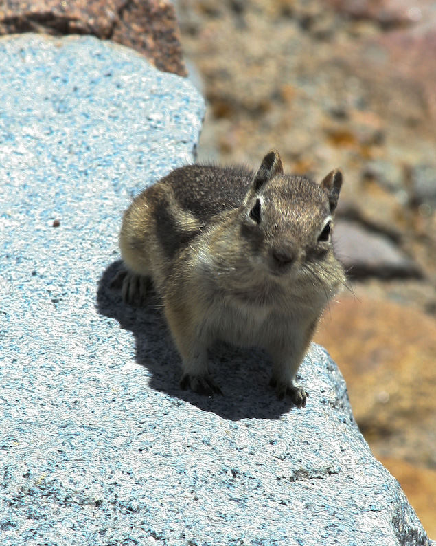 Rocky