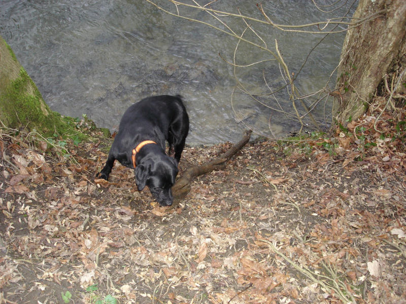 Rocky der Waldarbeiter