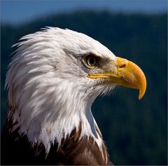 Rocky - der Weißkopf Seeadler