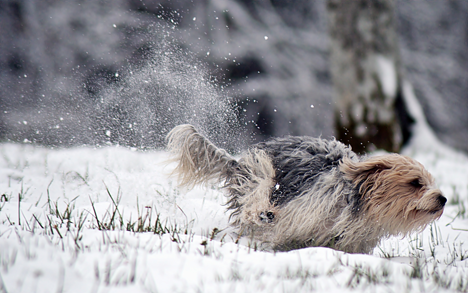 Rocky - der Winteraustreiber