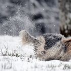 Rocky - der Winteraustreiber