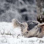 Rocky - der Winteraustreiber