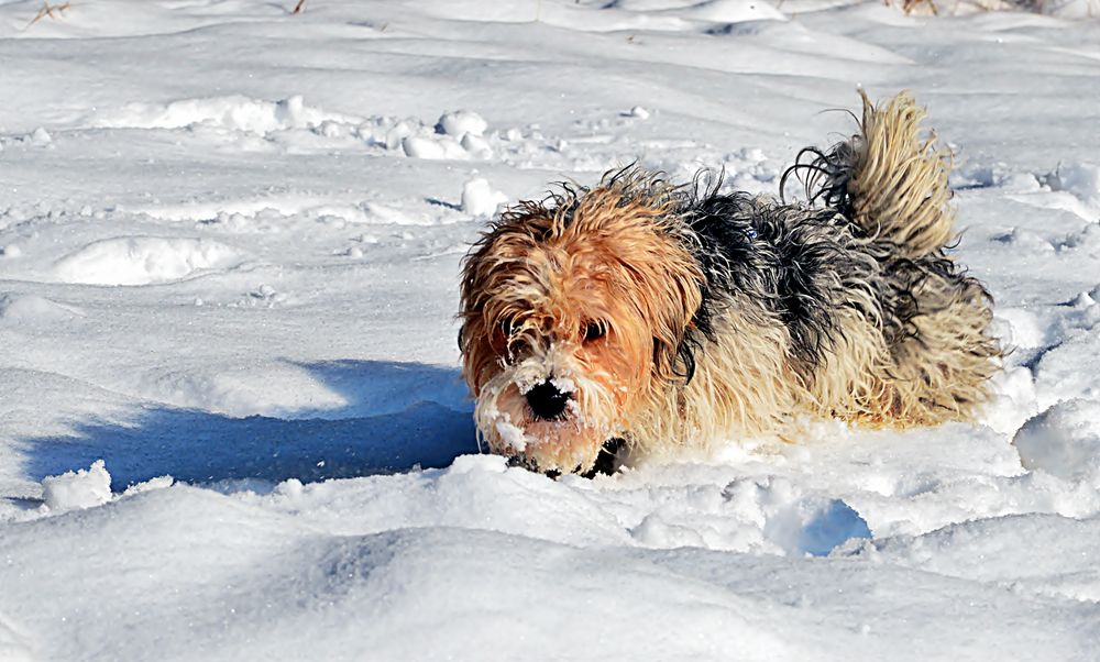 Rocky - ein kalter Hund ...