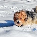 Rocky - ein kalter Hund ...