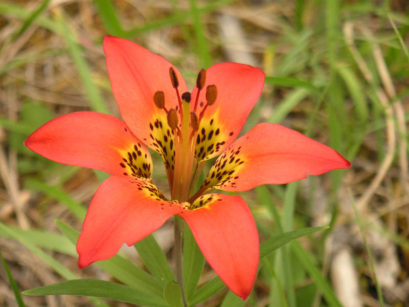 Rocky Flower