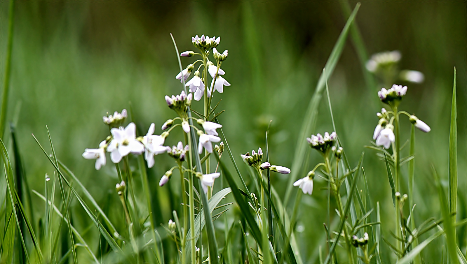 Rocky ~ Frühling aus meiner Sicht