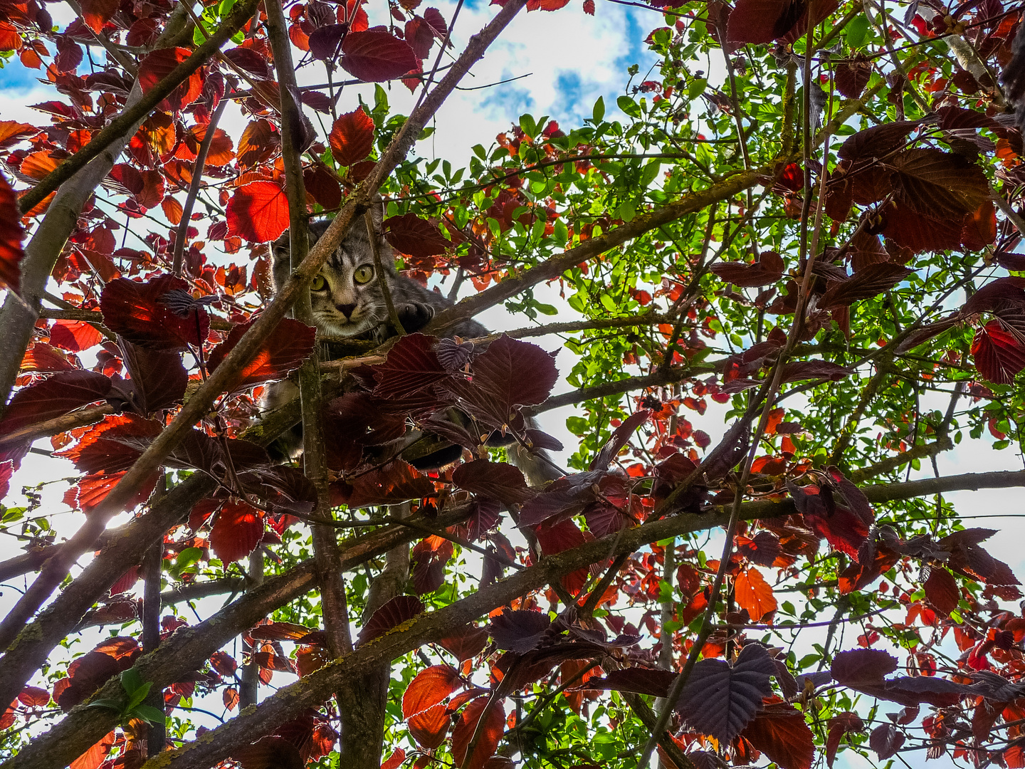 Rocky: Gut versteckt...