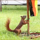 Rocky hat die Flagge gehisst!