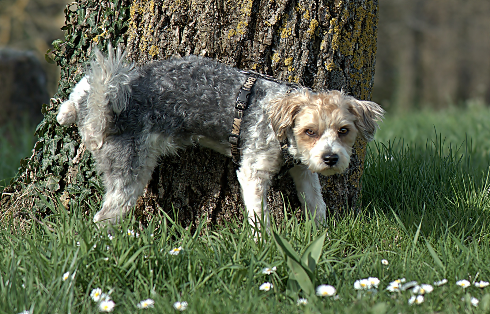 Rocky im Frühlings - Look