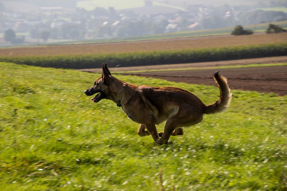 Rocky im Galopp