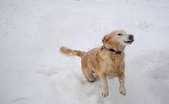 Rocky im Schnee ......