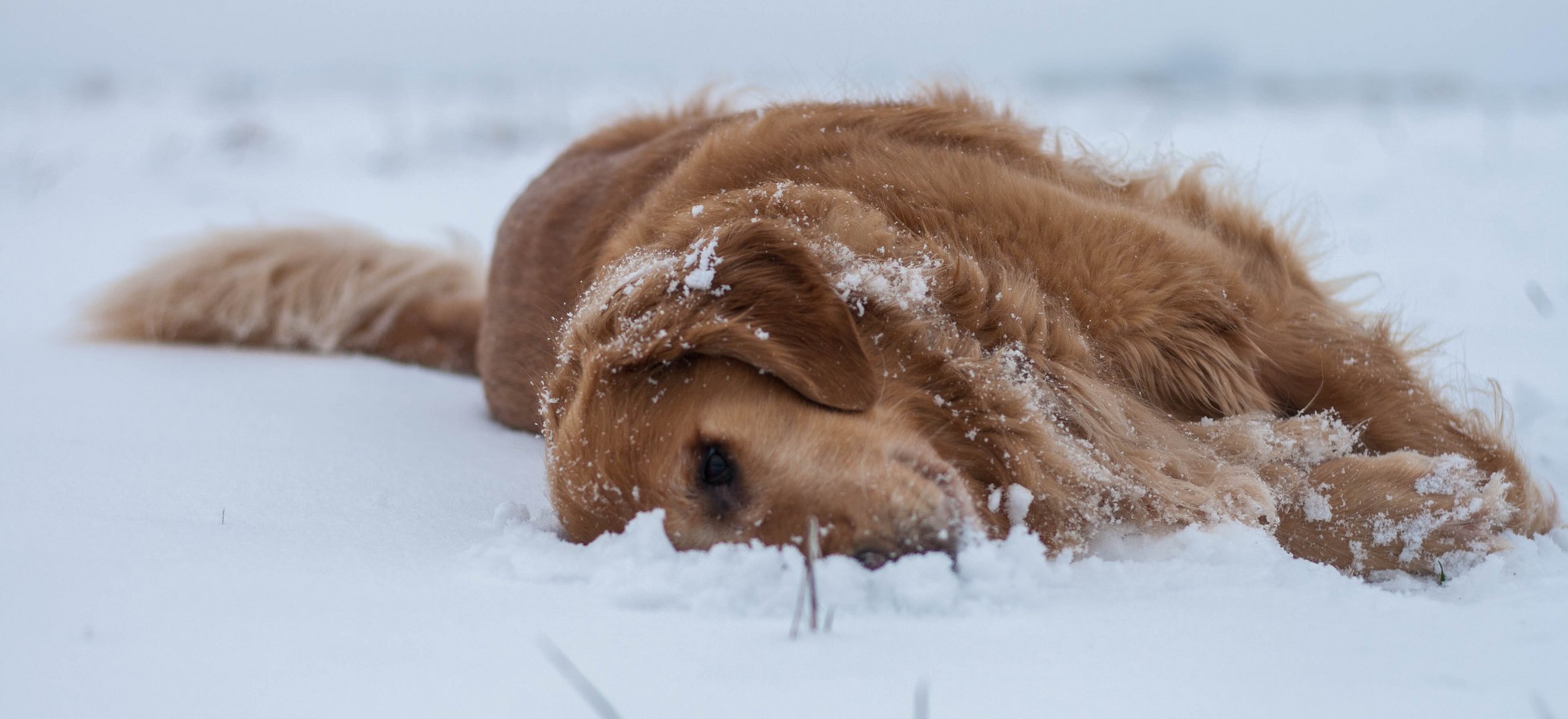 Rocky im Schnee