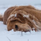 Rocky im Schnee