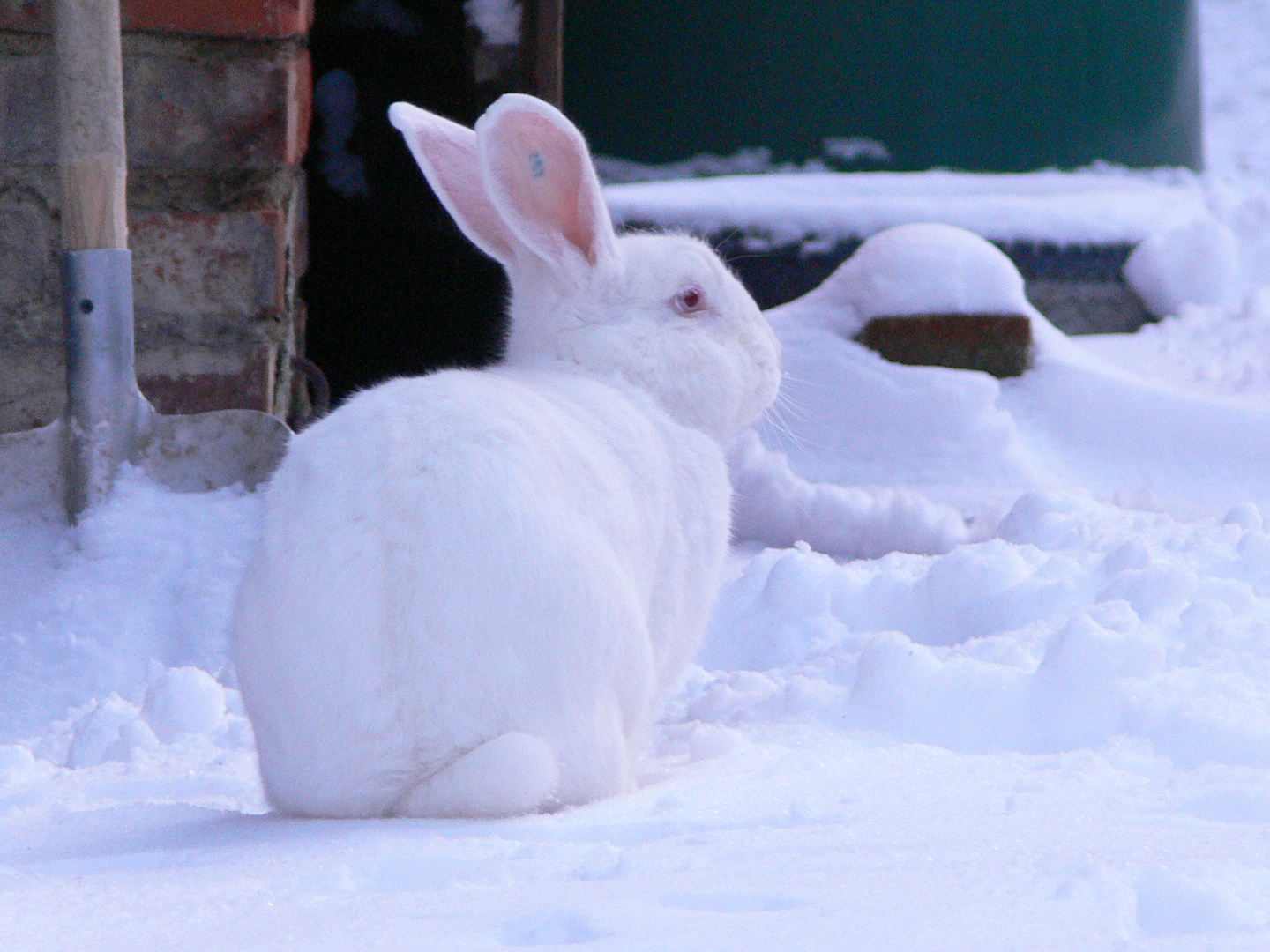 Rocky im Schnee_2