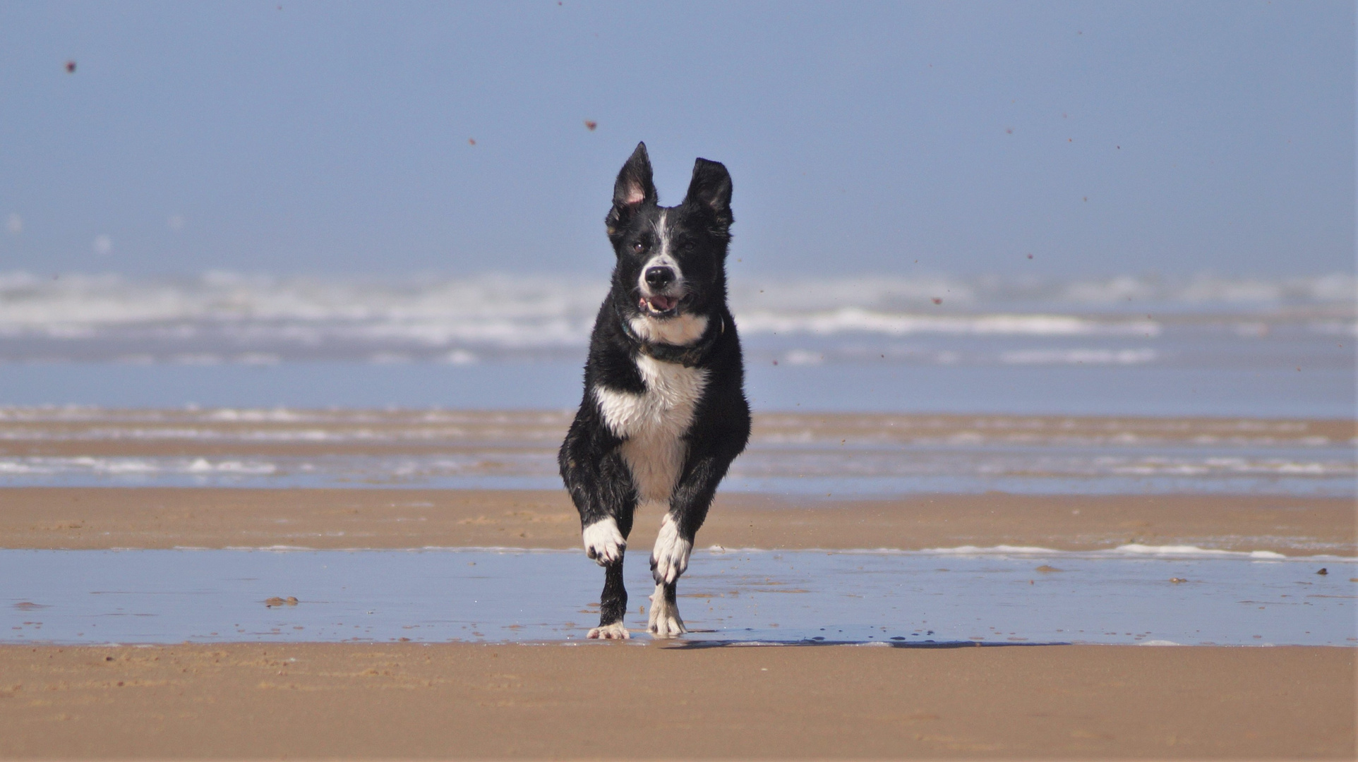 Rocky im Spiel