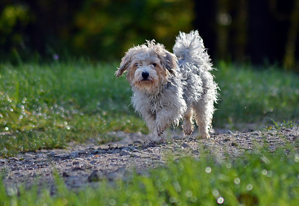 Rocky - immer der Nase nach