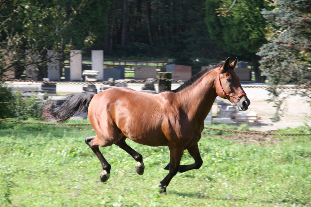 Rocky in action