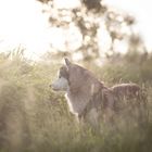 Rocky in der Abendsonne