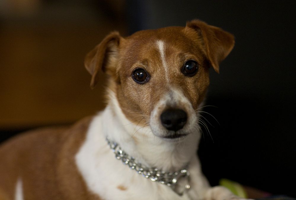 ROCKY, in unseren Herzen wirst Du immer einen besonderen Platz einnehmen . . .