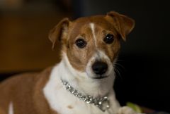 ROCKY, in unseren Herzen wirst Du immer einen besonderen Platz einnehmen . . .