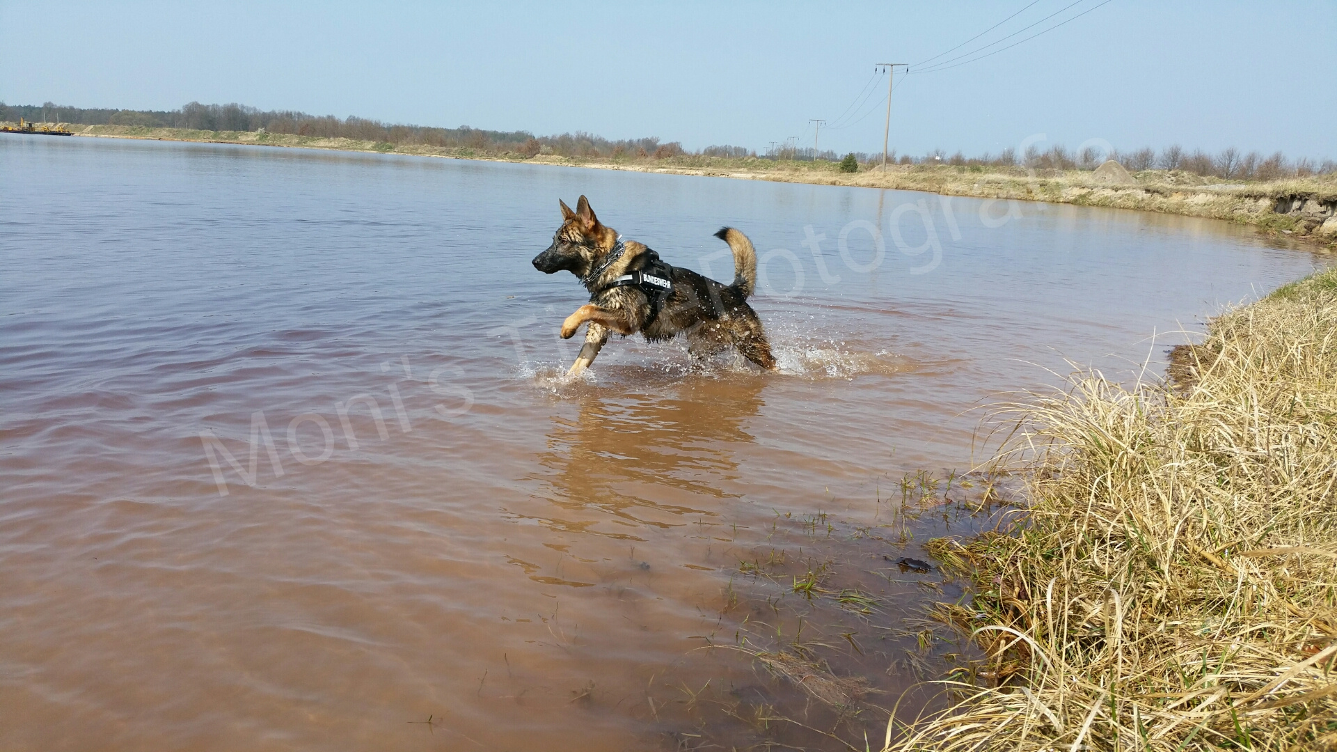 Rocky in Wasser