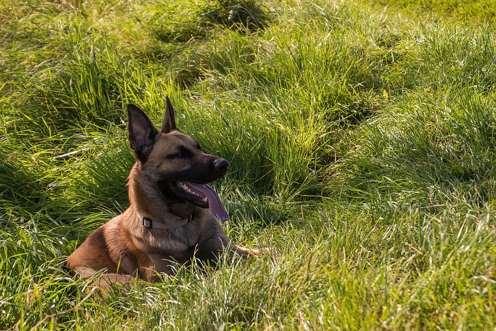 Rocky macht ,ne Pause