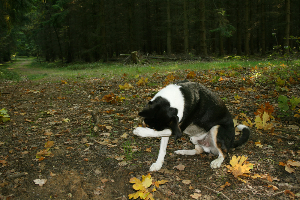 Rocky mal schüchtern? :-)