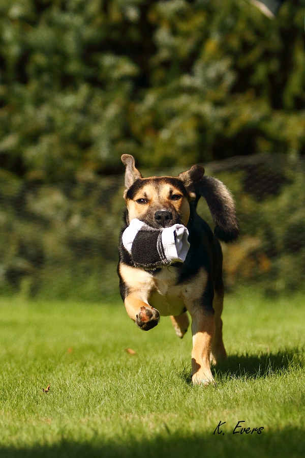 rocky mit socke