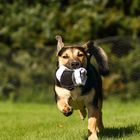 rocky mit socke