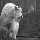 Rocky Mountain Goat