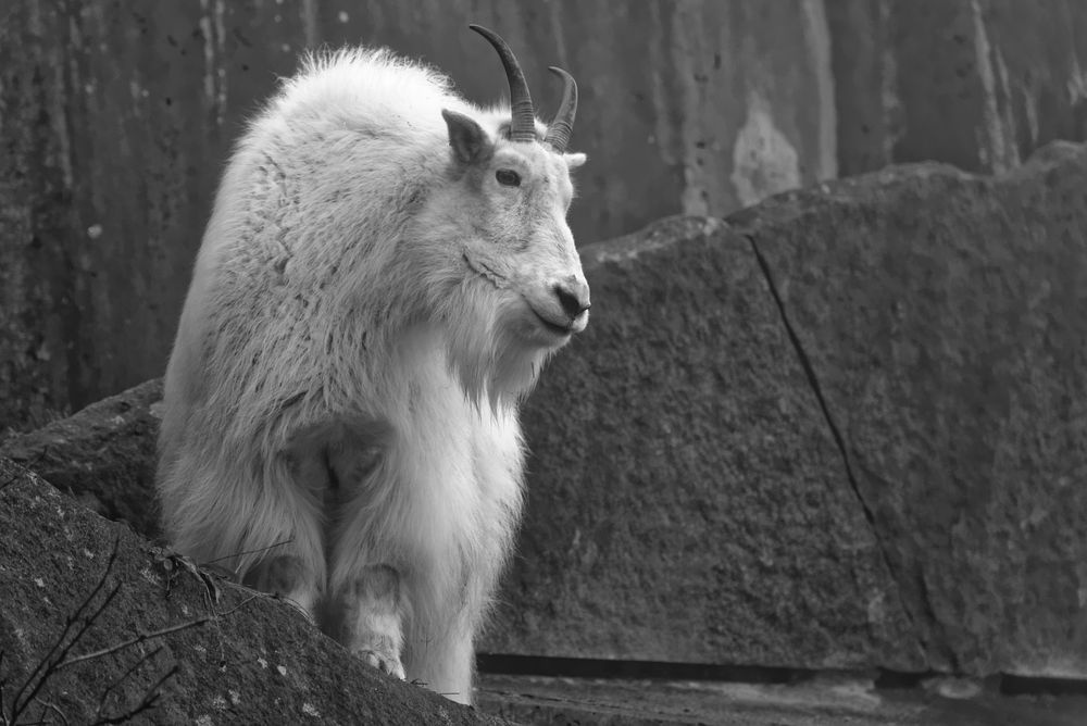 Rocky Mountain Goat