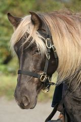 Rocky Mountain Horse