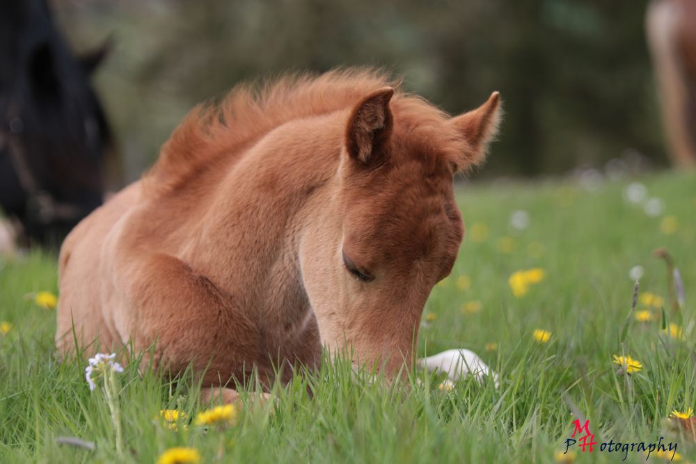 Rocky Mountain Horse Fohlen 