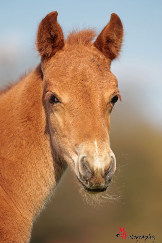 Rocky Mountain Horse Fohlen