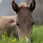 Rocky Mountain Horse Fohlen