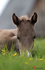 Rocky Mountain Horse Fohlen